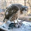 Upper West Side Chihuahua Escapes Red-Tailed Hawk Attack
